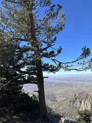 Pinus flexilis