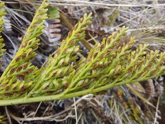 Asplenium appendiculatum appendiculatum