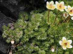Saxifraga bryoides