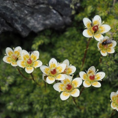 Saxifraga bryoides