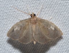 Perispasta caeculalis