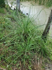 Cladium mariscus jamaicense