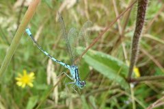 Coenagrion scitulum
