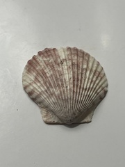 Argopecten