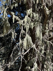 Alectoria sarmentosa