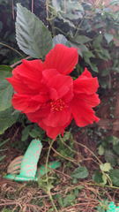 Hibiscus rosa-sinensis