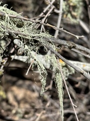 Alectoria sarmentosa