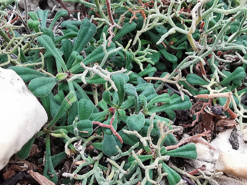 Limonium cordatum
