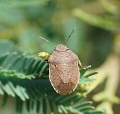 Paradictyotus fuscus