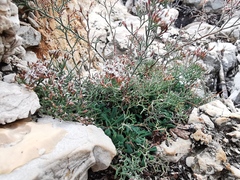 Limonium cordatum