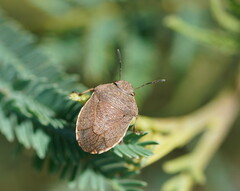 Paradictyotus fuscus