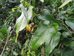 Aristolochia sempervirens