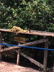 Callosciurus prevostii