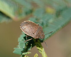 Paradictyotus fuscus