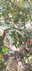 Crataegus succulenta