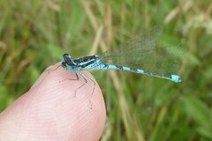 Coenagrion scitulum