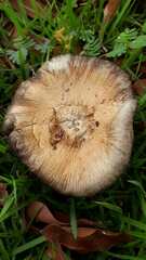 Fungi
