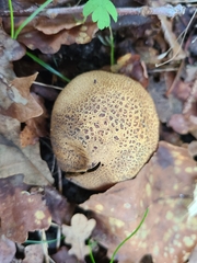 Scleroderma verrucosum