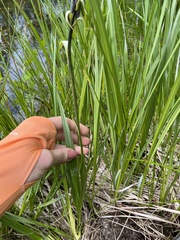 Camassia