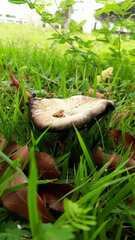 Fungi
