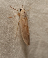 Calamidia hirta
