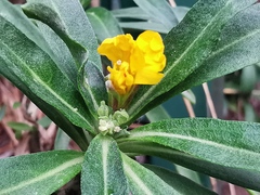 Erysimum capitatum