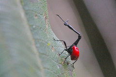 Trachelophorus giraffa