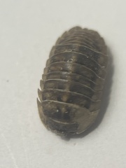 Armadillidium nasatum