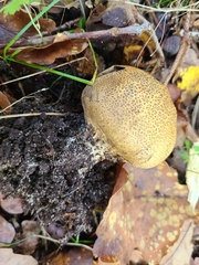 Scleroderma verrucosum