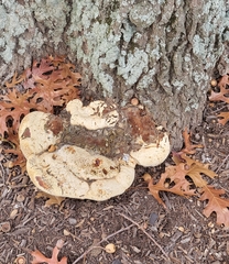 Pseudoinonotus
