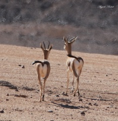 Gazella dorcas