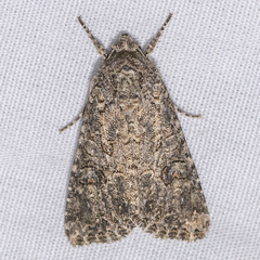 Anarta trifolii