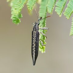 Rhinotia