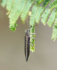 Rhinotia