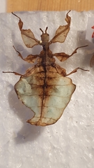 Phylliini