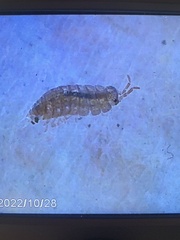 Trichoniscus pusillus