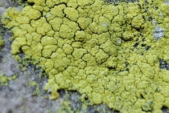 Psilolechia lucida