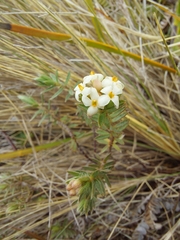 Pimelea oreophila hetera