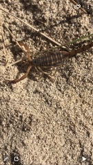 Centruroides hentzi