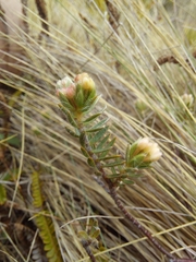 Pimelea oreophila hetera