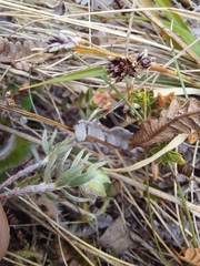 Pimelea oreophila hetera