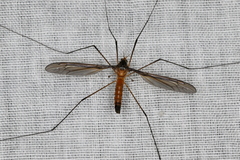 Leptotarsus mastersi