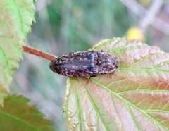 Agrypnus murinus