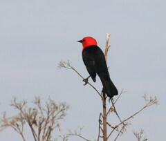 Amblyramphus holosericeus