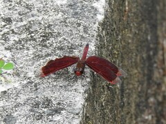 Neurothemis ramburii