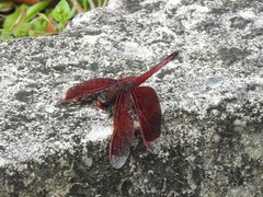 Neurothemis ramburii