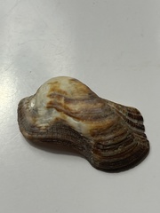 Lamarcka imbricata