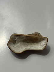 Lamarcka imbricata