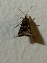 Diasemia disjectalis