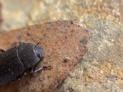 Opatrini